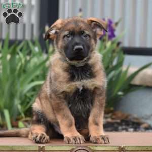 Kerry, German Shepherd Puppy